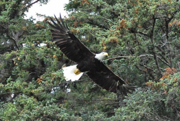 Uma Bald Eagle voa sobre nossas cabeças, em Haines, no sudeste do Alaska